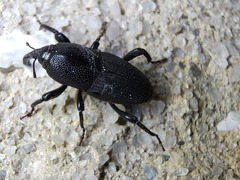 Sphenophorus necydaloides