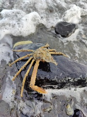 Chorilia longipes