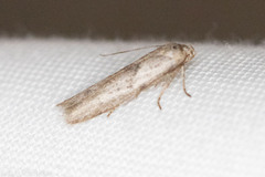 Hypatopa punctiferella