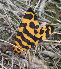 Amphicallia bellatrix