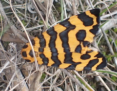 Amphicallia bellatrix