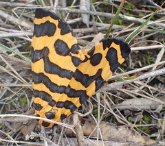 Amphicallia bellatrix