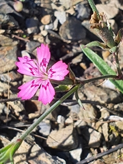 Dianthus deltoides