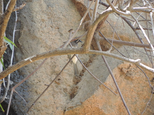 Common Bulbul