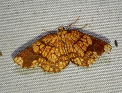 Melinodes cuprina