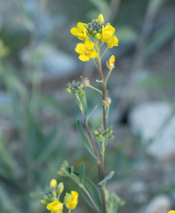 Physaria gordonii