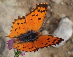 Chrysoritis chrysaor
