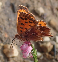 Chrysoritis chrysaor