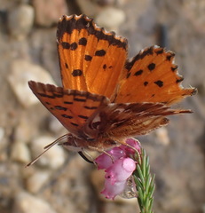 Chrysoritis chrysaor