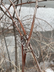 Vitis riparia