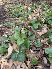 Fragaria