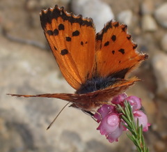 Chrysoritis chrysaor