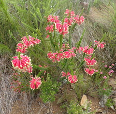 Erica densifolia