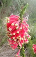 Erica densifolia