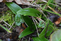 Orchis anthropophora