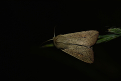 Mythimna punctulata