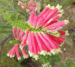 Erica densifolia
