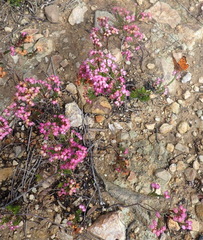 Erica gracilis