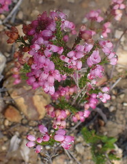 Erica gracilis