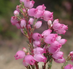 Erica gracilis