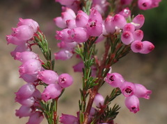 Erica gracilis