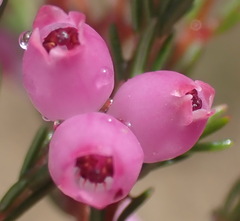 Erica gracilis
