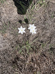 Zephyranthes chlorosolen