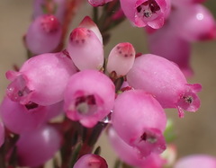 Erica gracilis