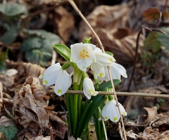Leucojum vernum