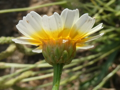 Glebionis coronaria discolor