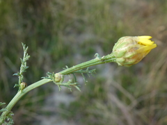 Glebionis coronaria discolor