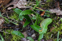 Orchis anthropophora