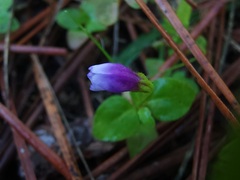 Torenia