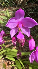 Spathoglottis