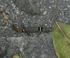 Sphaerodactylus glaucus