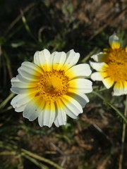 Glebionis coronaria discolor