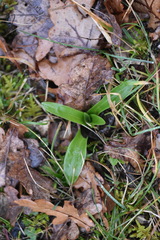 Orchis anthropophora