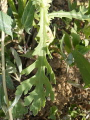 Glebionis coronaria discolor