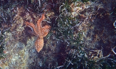 Callistoctopus macropus