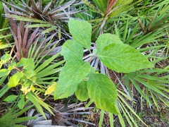 Callicarpa americana