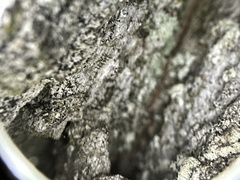 Chaenotheca hispidula