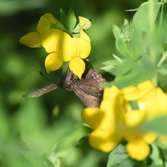 Erynnis icelus