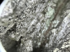 Chaenotheca hispidula