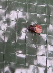 Kleidocerys resedae