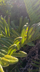 Acrostichum danaeifolium