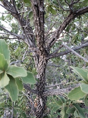 Quercus chihuahuensis