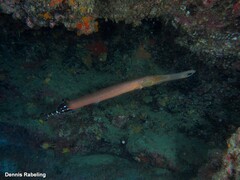 Aulostomus strigosus