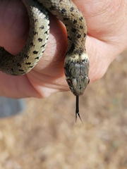 Natrix astreptophora
