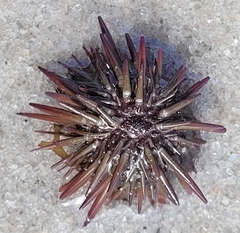 Echinometra lucunter