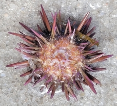 Echinometra lucunter